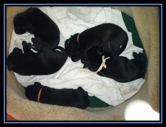 Rose Pups 11:10:11